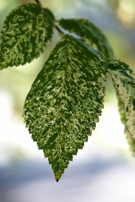 Ulmus procera 'Argenteo-Variegata' - jilm vysoký - list